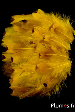 Faisan de Colchide - blanchi - 5-11 cm - jaune
